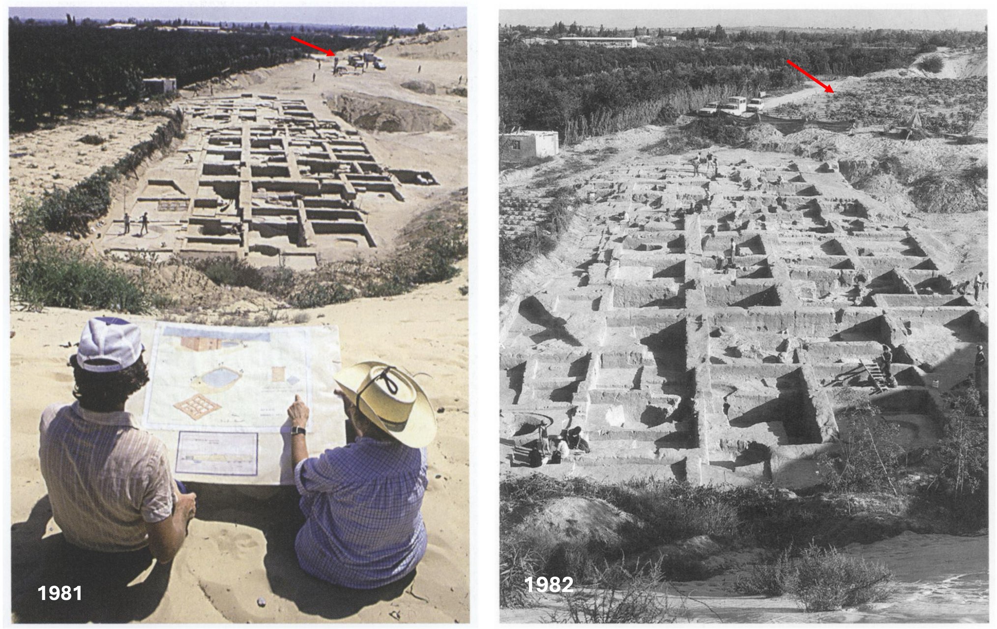 Palestinian plantation advances on the excavated dunes.