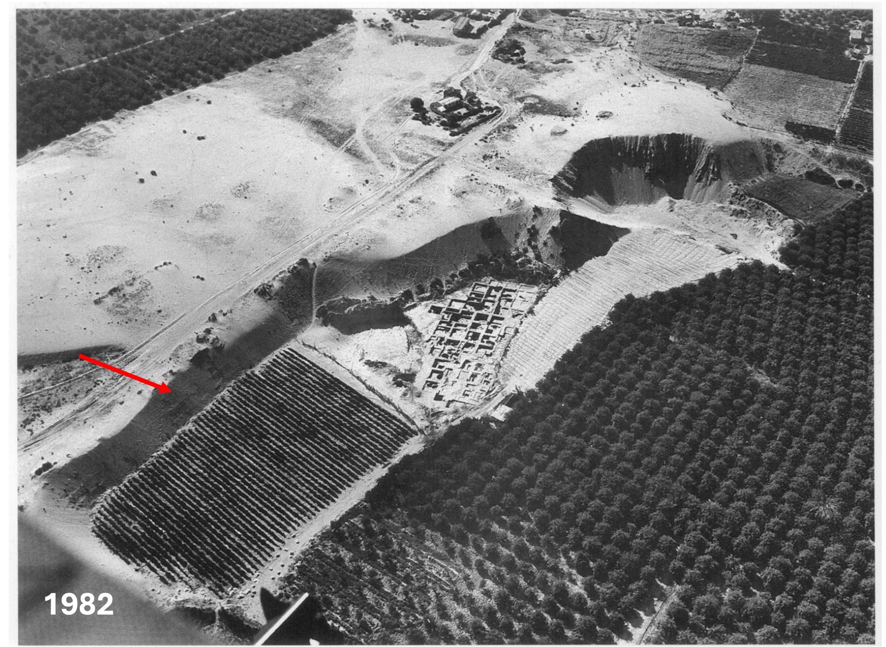 The crater created by the excavation and the plantation already in place upon the conclusion of the dig in 1982.